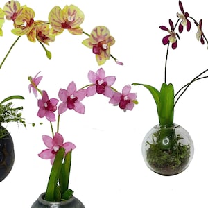 SVG- und DXF-Dateien für Cricut und Silhouette. Miniatur Orchidee im Maßstab 1 zu 12 und 6 zu 3 Stilen.  Sofortiger Download.