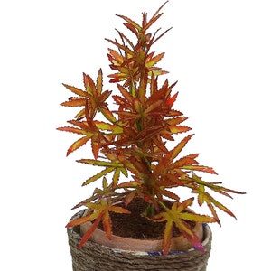 May include: A small potted plant with orange and yellow leaves in a brown rope-wrapped pot.