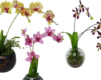 Puede incluir: Tres plantas de orquídeas artificiales en macetas de diferentes colores. Las orquídeas son rosas, amarillas y moradas. Las macetas son redondas y tienen una superficie texturizada.