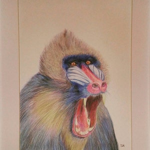 Limited edition babouin impression.