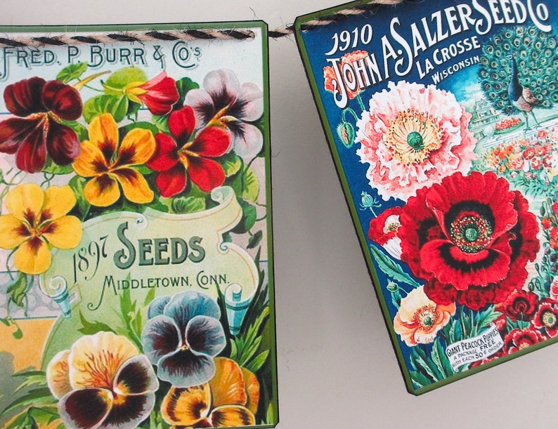 May include: Two vintage seed packets with floral illustrations. The packet on the left is green and white with a red, yellow, and purple pansy design. It reads "FRED. P. BURR & CO'S 1897 SEEDS MIDDLETOWN, CONN.". The packet on the right is blue and green with a red poppy, pink poppy, and peacock design. It reads "1910 JOHN A. SALZER SEED CO LA CROSSE WISCONSIN".