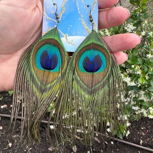 Peacock feather earrings