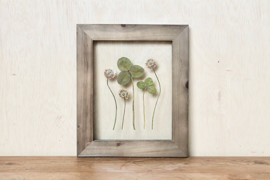 Framed White Clover, Good Luck Gift, Pressed Flowers, Rustic Botanical Art, Minimalist Decor