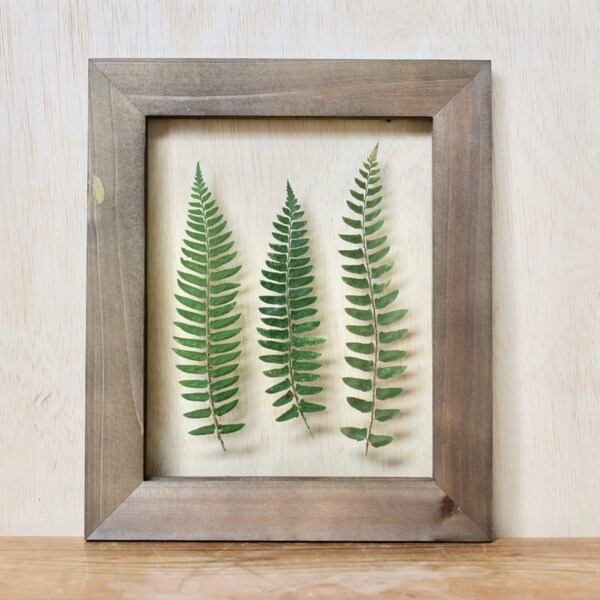 Woodland Fern Art, Framed Pressed Plant, Northwest Art Gift, Rustic Framed Fern, Nature Inspired Decor, Green Botanical Wall Art, Herbarium