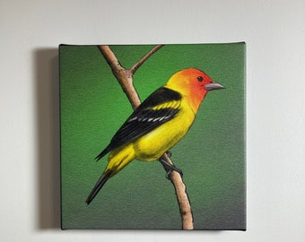 Western Tanager 8x8 Stretched Canvas Art Print