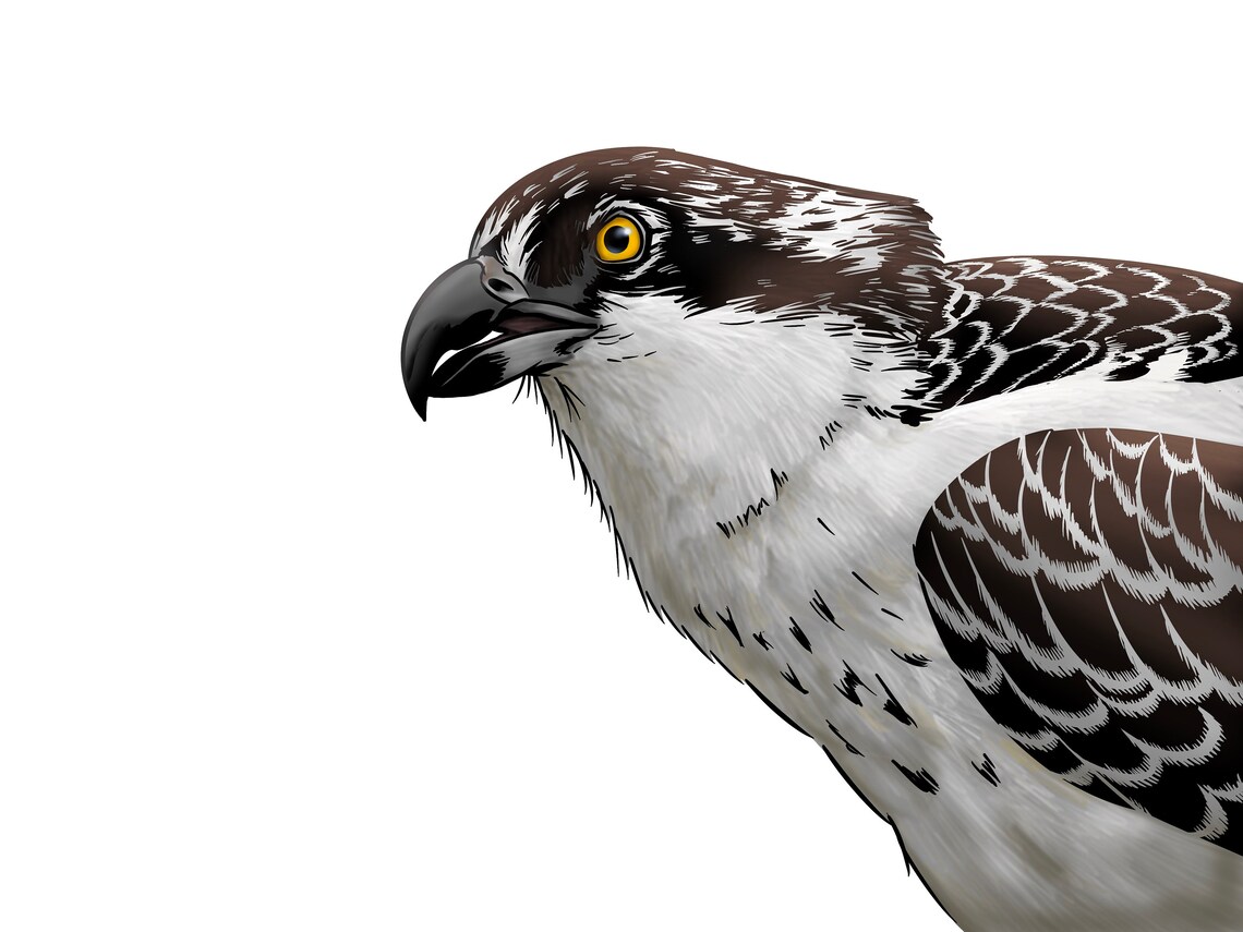 Osprey Digital Illustration 5x7 Postcard Print - Etsy