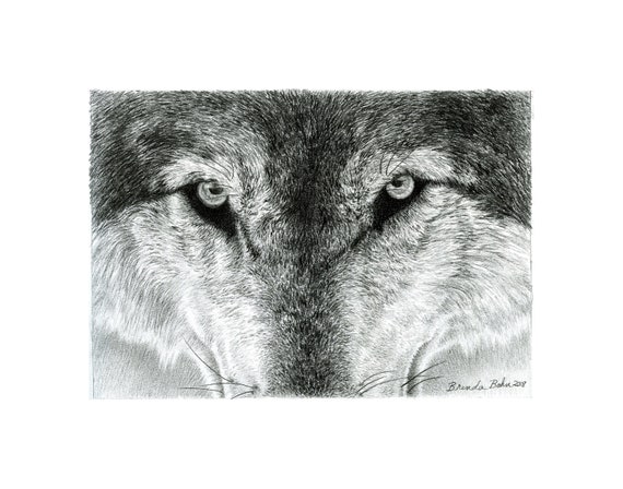 Wolf Eye Pencil Drawing