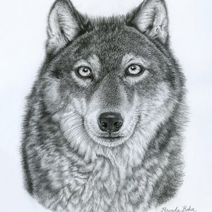 Wolf 2