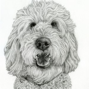 Labradoodle print