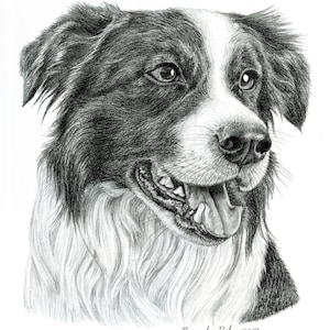 Border collie print