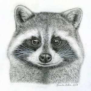 Raccoon print