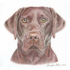 Red Labrador print