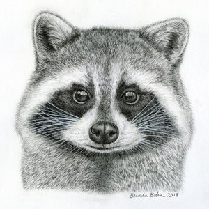 Raccoon original drawing