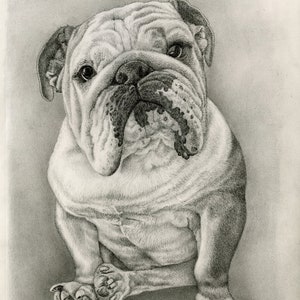 Bulldog print