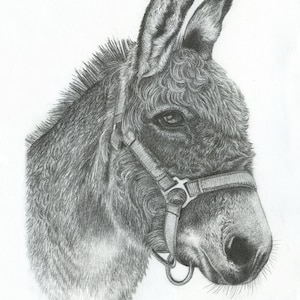 Burro print