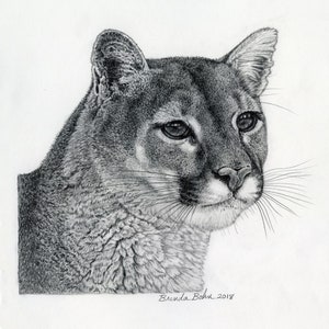Cougar original drawing