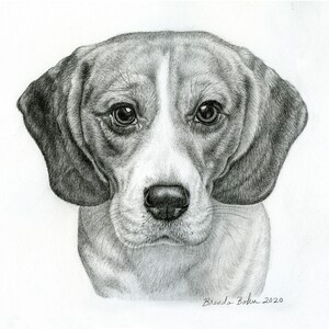 Beagle original drawing