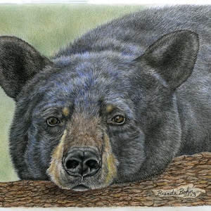 Black bear print
