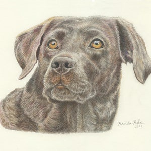 Brown Labrador print