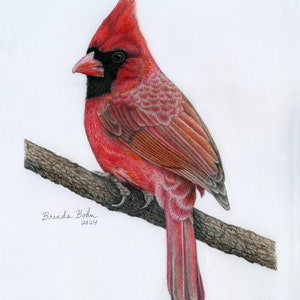 Cardinal print