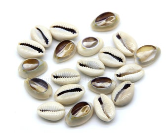 May include: A collection of cream-colored cowrie shells with brown and black openings. The shells are oval-shaped and have a smooth, glossy texture. They are scattered on a white surface, showcasing their natural beauty and unique patterns.