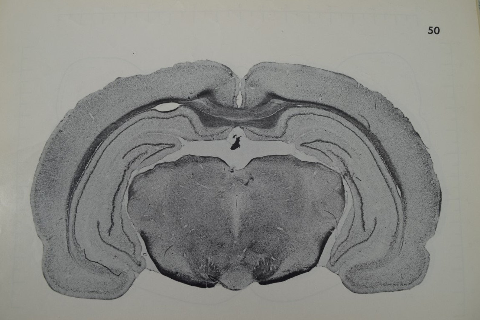 A Stereotaxic Atlas of the Rat Brain by Louis J. Pellegrino Etsy