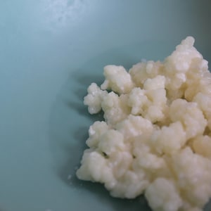 Milk Kefir Grains 1 tsp Live Culture
