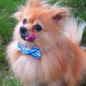 May include: A small, fluffy, light brown dog with a blue and white bow tie with a fish pattern. The dog is sticking its tongue out and looking to the side. The dog is standing on a green grassy surface.