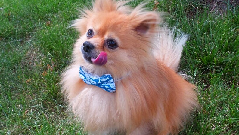 May include: A small, fluffy, light brown dog with a blue and white bow tie with a fish pattern. The dog is sticking its tongue out and looking to the side. The dog is standing on a green grassy surface.