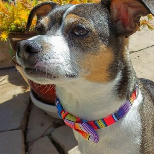 May include: A small, white and brown dog with a black and brown striped pattern on its back, wearing a colorful bow tie collar. The dog is looking to the right of the image.