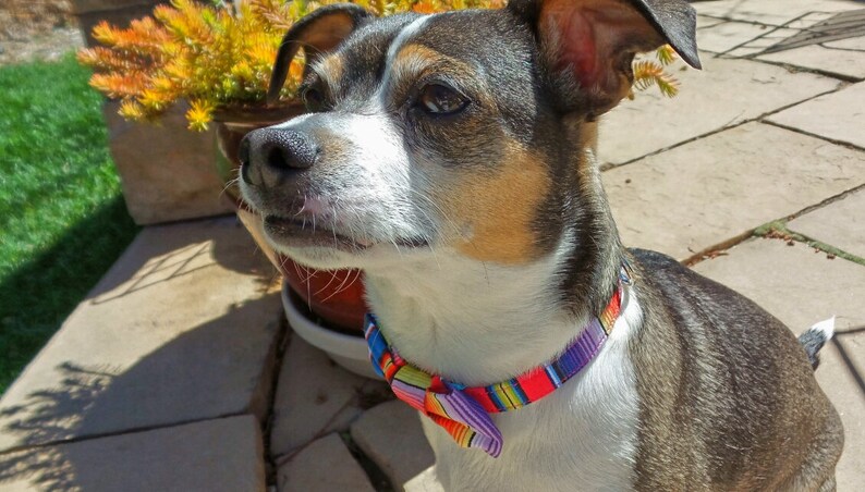 May include: A small, white and brown dog with a black and brown striped pattern on its back, wearing a colorful bow tie collar. The dog is looking to the right of the image.