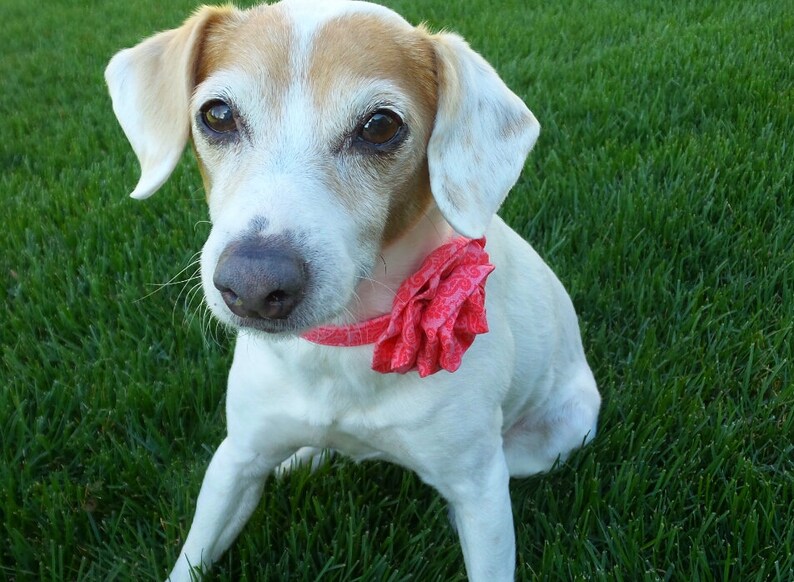 Spring Dog Collar Pink Dog Collar The Beatrix Flower Sold Separately Garden Dog Collar Floral Dog Collar