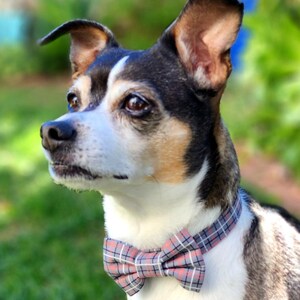 May include: A small, black, white, and brown dog wearing a gray and pink plaid bow tie. The dog is looking to the left of the frame.