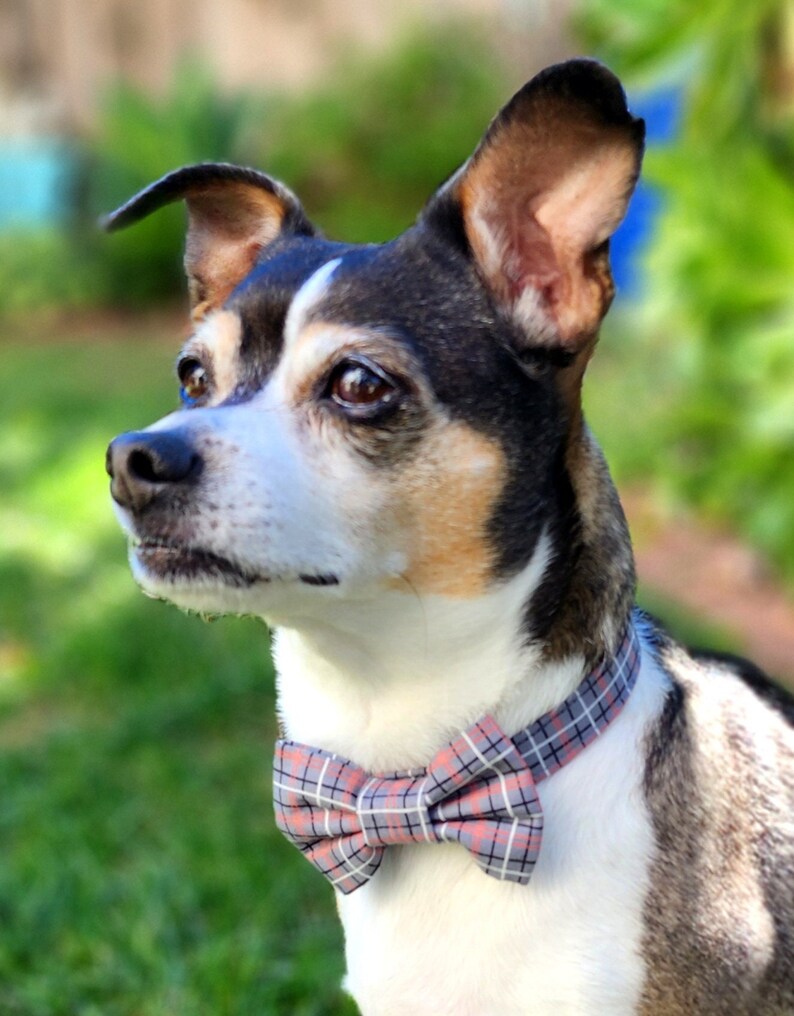 May include: A small, black, white, and brown dog wearing a gray and pink plaid bow tie. The dog is looking to the left of the frame.