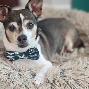 May include: A small, white and brown dog with black eyes wearing a blue and white bow tie is lying on a fluffy, light brown dog bed.