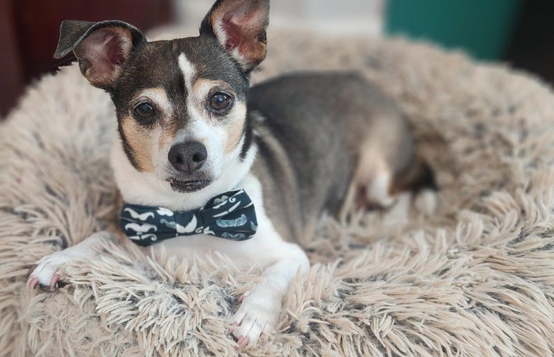 May include: A small, white and brown dog with black eyes wearing a blue and white bow tie is lying on a fluffy, light brown dog bed.