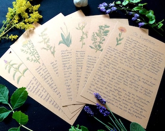 Plant cards A5 / plant portraits / herb cards / herbal knowledge / herbal witches / herbal love /