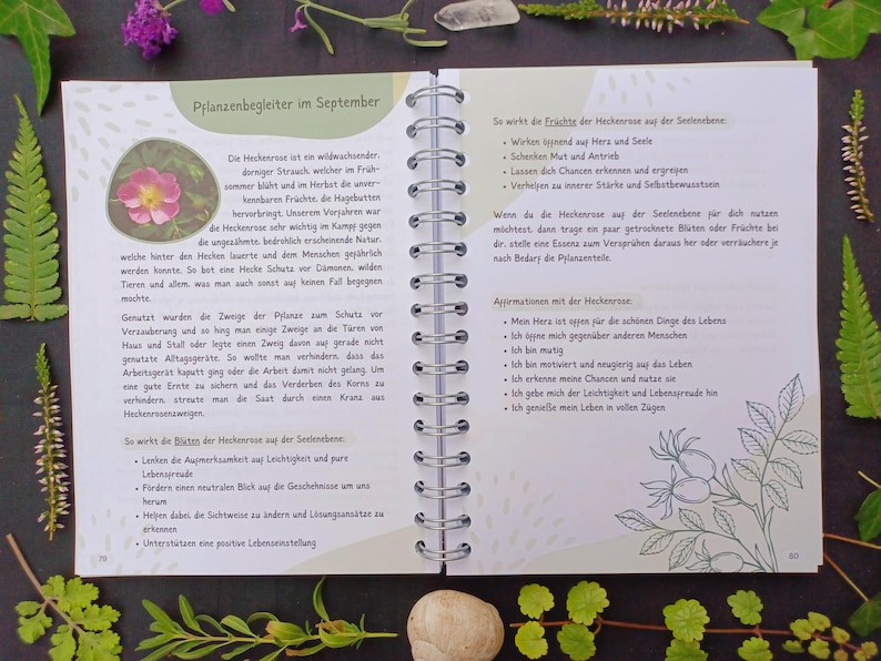 May include: A page from a book about herbalism, featuring a drawing of a rose hip plant and text about the medicinal properties of the plant. The text includes the German word "Heckenrose" and mentions the plant's use in traditional medicine.