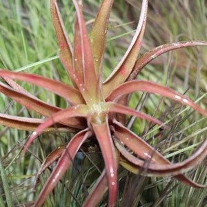 Tillandsia Capitata Peach Air plant