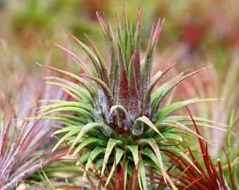 3 PACK Ionantha Guatemala (Ionantha Ionantha ) 3 pack of air plants