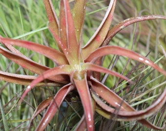 Tillandsia Capitata Peach Air plant