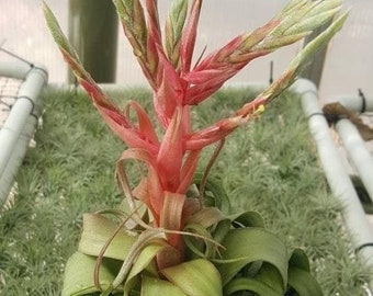 Tillandsia Streptophylla airplant curly air plant