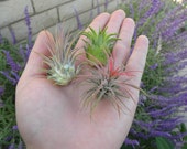 Ionantha Air plant pack, 3 5, 10, tillandsia air plants Air Plant Ionantha Pack, Air Plant Terrarium Plants Bulk Air Plants, Tillandsia
