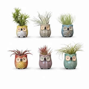 May include: A set of six small ceramic owl-shaped planters in yellow, gray, blue, red, purple, and teal. Each planter features a textured feather pattern, a smooth face with large eyes, and a small beak, and contains a green or reddish air plant.