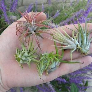 May include: A hand holding four air plants. The plants are different sizes and colors, including green, red, and white.