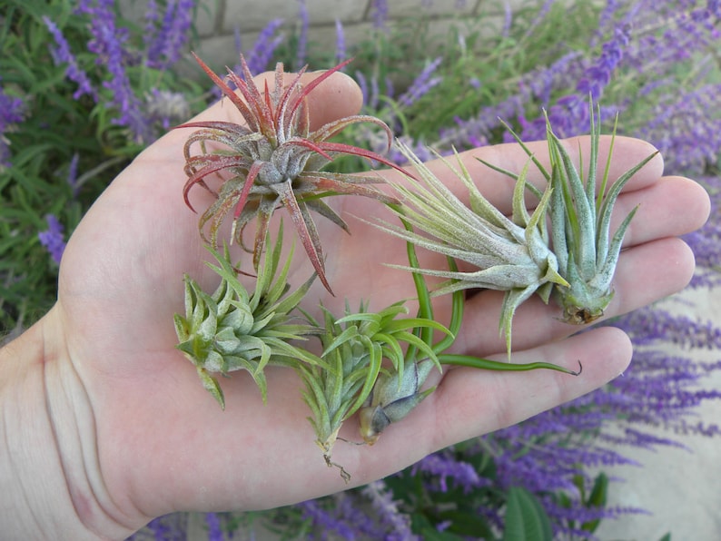 May include: A hand holding four air plants. The plants are different sizes and colors, including green, red, and white.