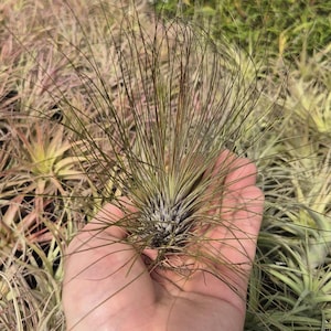 Massief exemplaar Tillandsia Filifolia!