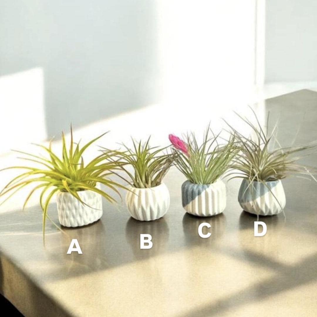 Handcrafted Ceramic Air Plant Pot Set: Mini Tillandsia Planters