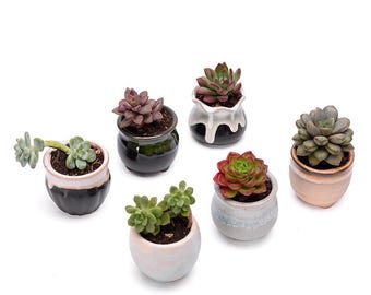 Macetas pequeñas de cerámica con plantas aéreas – Mini macetas decorativas – Decoración moderna para el hogar y la oficina