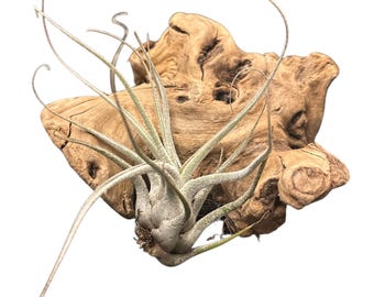 Tillandsia Ehlersiana Air Plant  White/Gray Color Fuzzy Rare Tillandsia